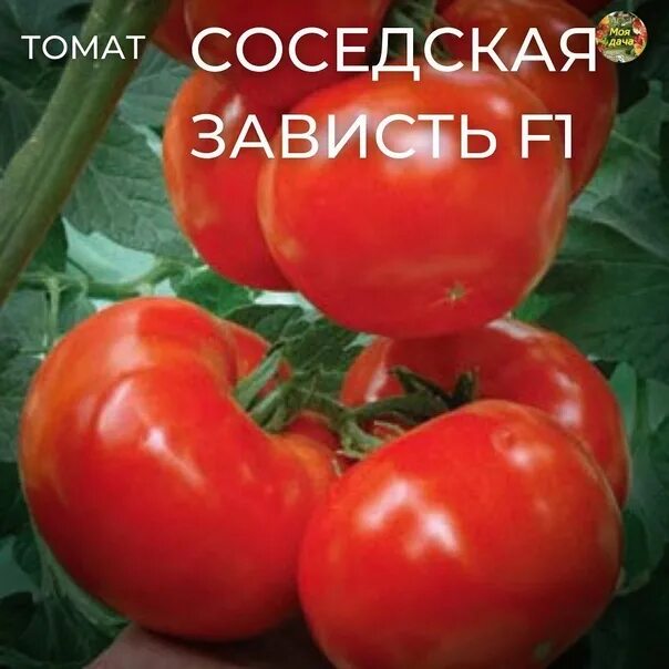 Сорта томатов соседская зависть. Томат соседская зависть. Томат соседская зависть f1 (уд) е/п.