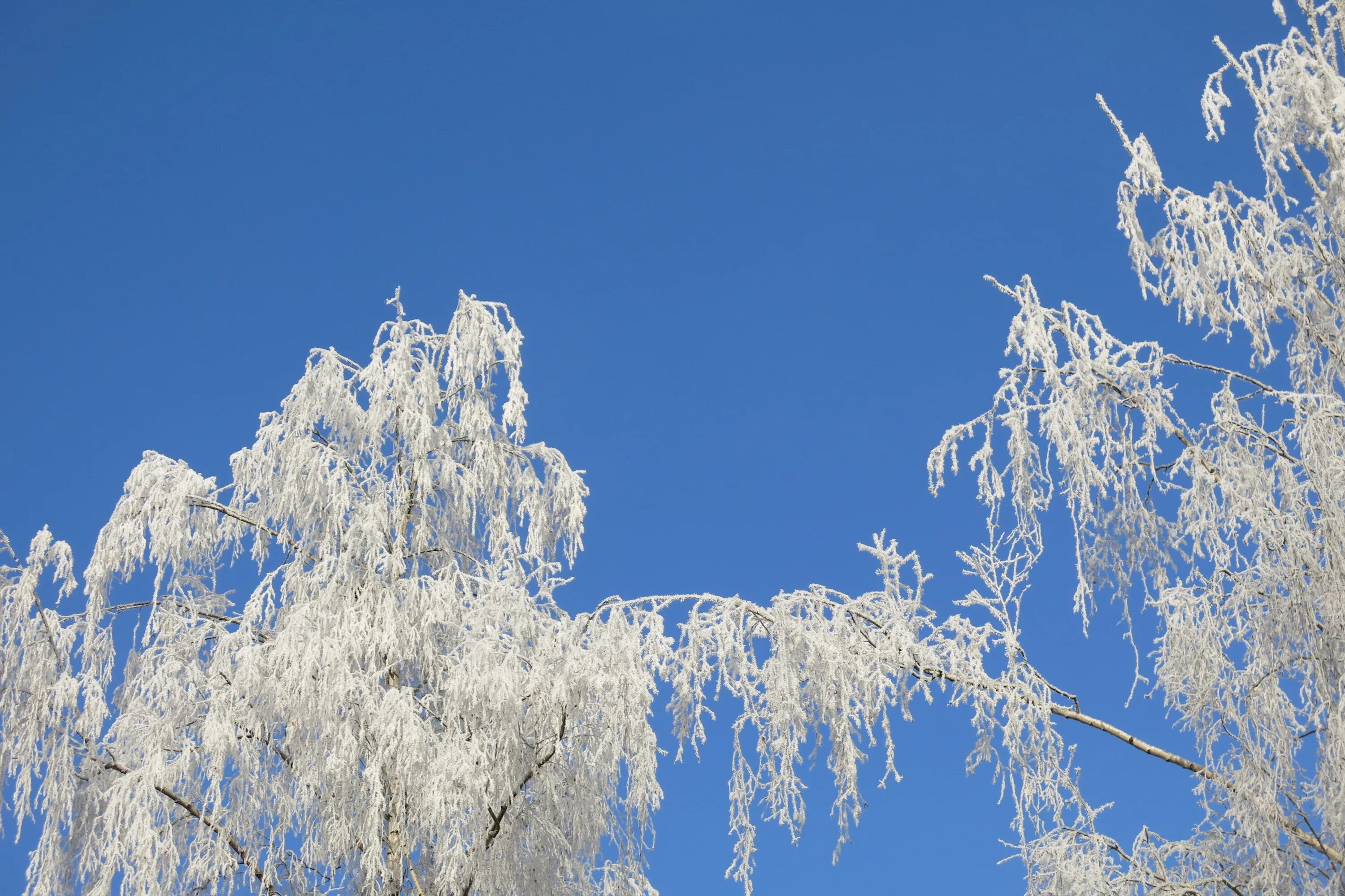 Березки лед. Ледяная береза. Природа Обледенение. Зимние деревья на синем небе. Иней горы.