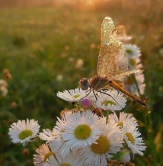 Чтоб много лет. Чтоб много лет