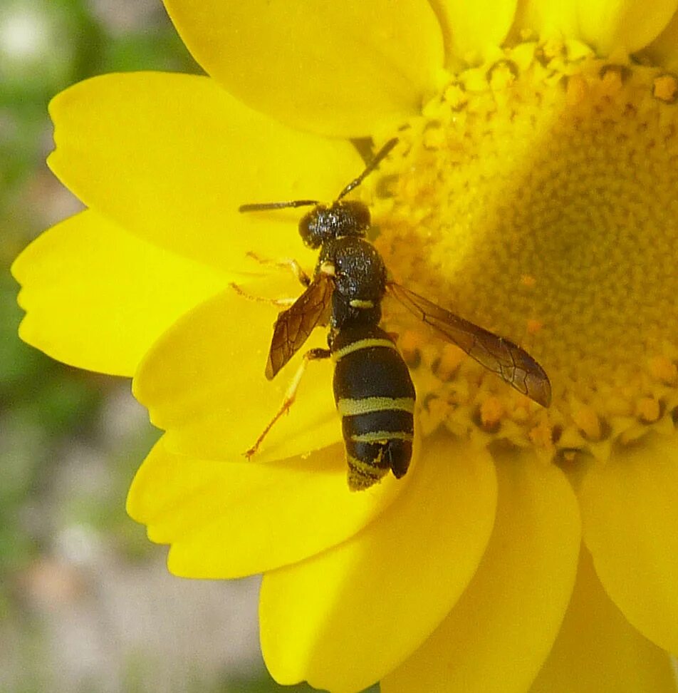 Включи одинер. Odynerus spinipes. Оса одинер. Гончарная Оса. Оса с брюшком на палочке.