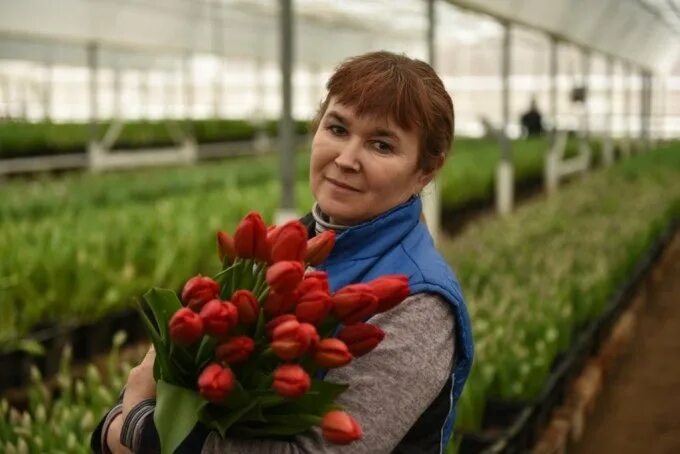 Купить тюльпаны череповец. Тоншаловский тепличный комплекс. Тоншаловский тепличный комплекс Череповец. Тюльпаны для руководителя. Руководитель Тюльпанчик.