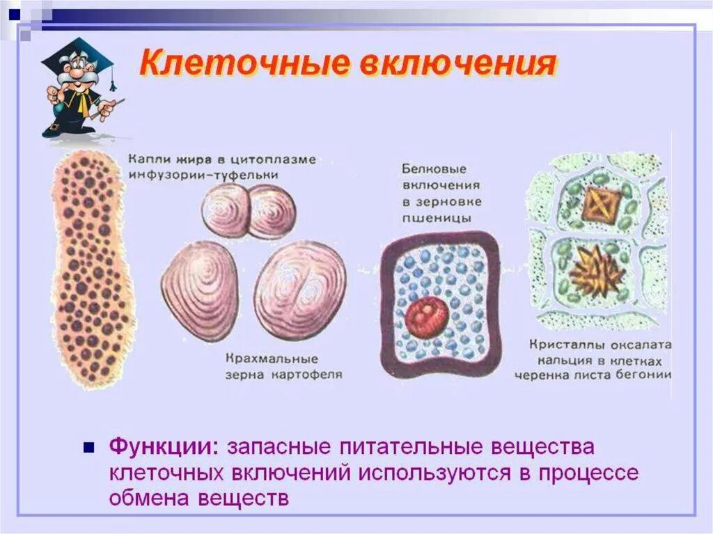 В любой клетке имеется. Органоиды клетки клеточные включения. Клеточные включения строение и функции таблица. Клеточные включения функции кратко. Включения растительной клетки функции.