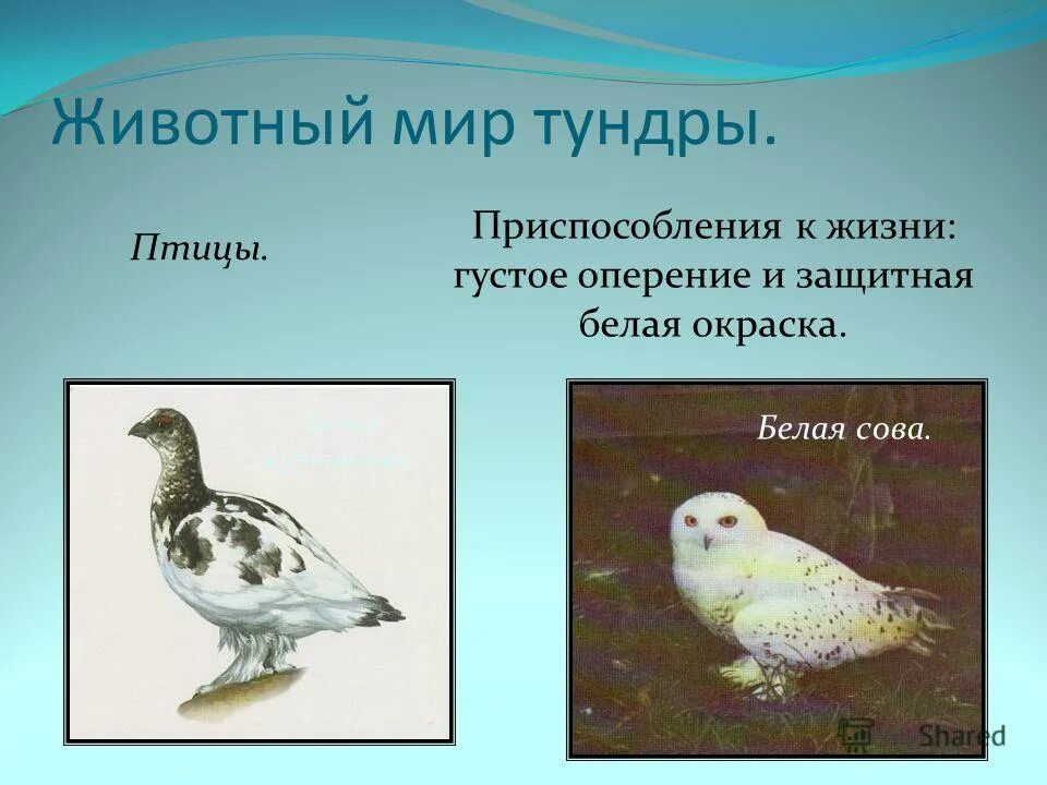 Куропатка сообщение 4 класс окружающий. Животный мир тундры приспособление. формы приспособления в тундре. белая куропатка форма и окраска тела. в какой зоне обитает белая куропатка.