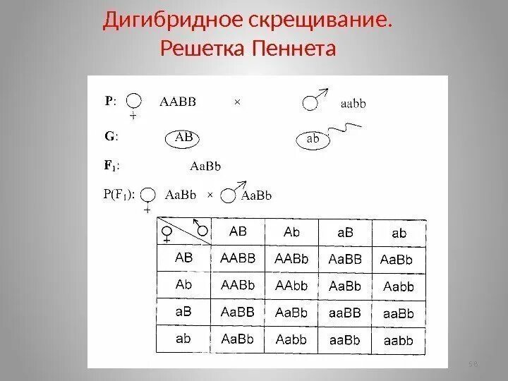 Дигибридное скрещивание таблица. Решетка Пеннета дигибридное скрещивание. Биология решетка Пеннета дигибридное скрещивание. Генетические задачи решетка Пеннета. Решётка Пеннета для дигибридного.