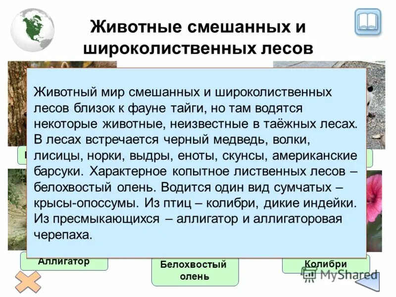 приспособления растений и животных в лесу. широколиственный лес приспособление животных. приспособления животных леса. приспособленность растений широколиственных лесов. приспособленность растений в смешанных лесах.