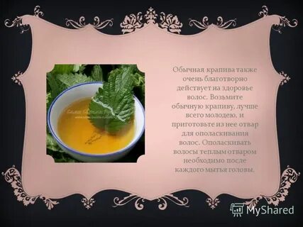 Крапива голова