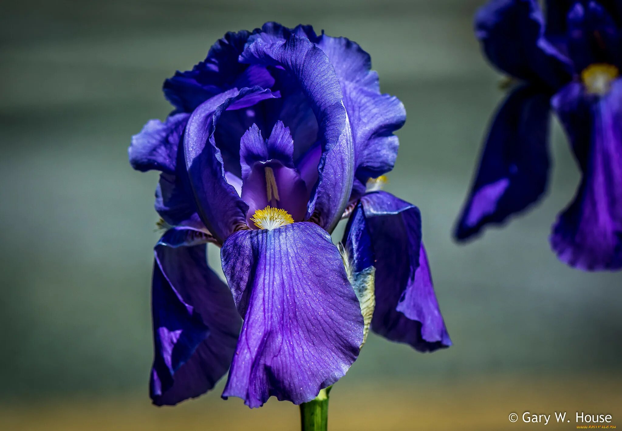 Каким цветом ирис цветок. Ирис цветок. Ирис Танжер-Тингис. Цветок Ирис Касатик. Iris / Ирис Arpège.