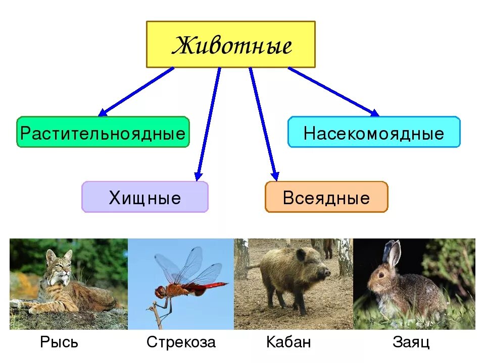 Растительноядные Насекомоядные. Растительноядные и Хищные животные. Растительноядные хищники Насекомоядные всеядные. Травоядные животные. Питание животных кратко