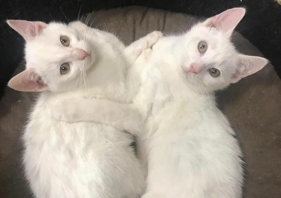 Две белые кошки. Два белых кота. две белые кошки одинаковые. белая неразлучные.