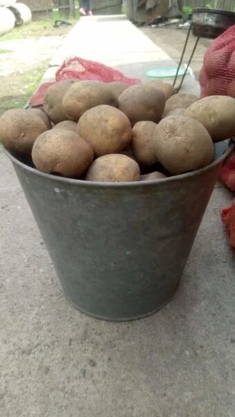Сколько весит ведро картошки. Ведро картошки. Картофель в ведре. Ведро картошки рынок. Ведро картошки 12 литров.
