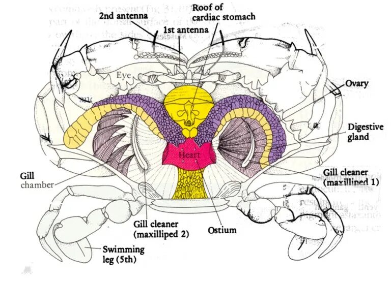 Краб дыхание. Внутреннее строение краба. Внутреннее строение краба схема. Внутренне строение краба. Строение Камчатского краба схема внутреннее.