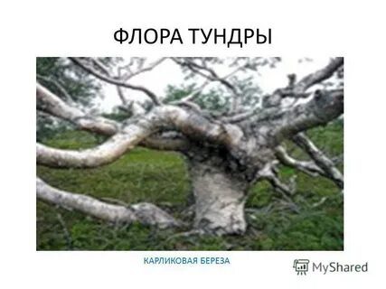 Карликовая береза в тундре 4 класс