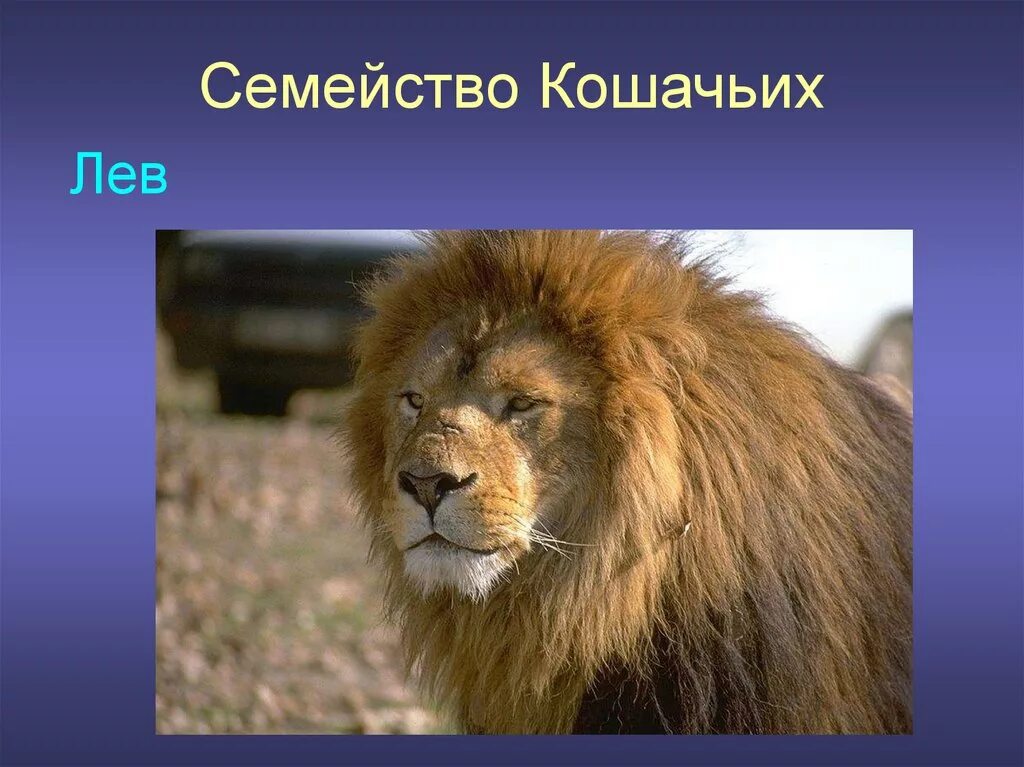 Лев для презентации. Проект про Льва. Лев слайд. Презентация на тему львы.