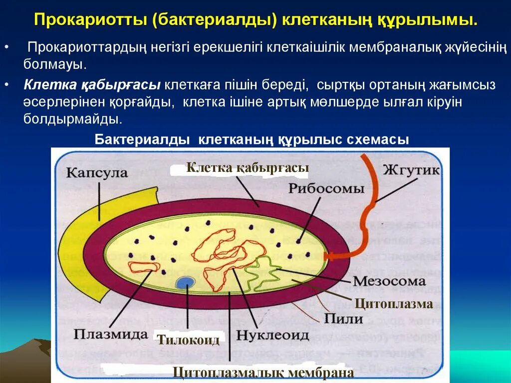 Клетки прокариот не имеют ядра