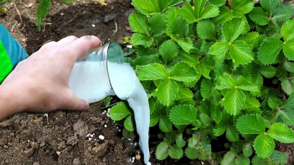 Подкормка клубники молоком. Молоко в огороде. Фото осенняя подкормка клубники.... Как подкормить клубнику осенью.