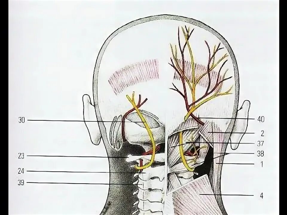 Болит шея у основания головы. Большой затылочный нерв анатомия. Зона иннервации затылочного нерва. Тройничный нерв на голове схема. Малый затылочный нерв иннервация.