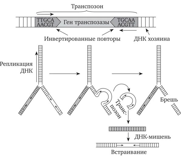 Транспортные гены. Транспортные гены. Схема трнк. Транспозоны механизм перемещения. Мобильные элементы генома прокариот.