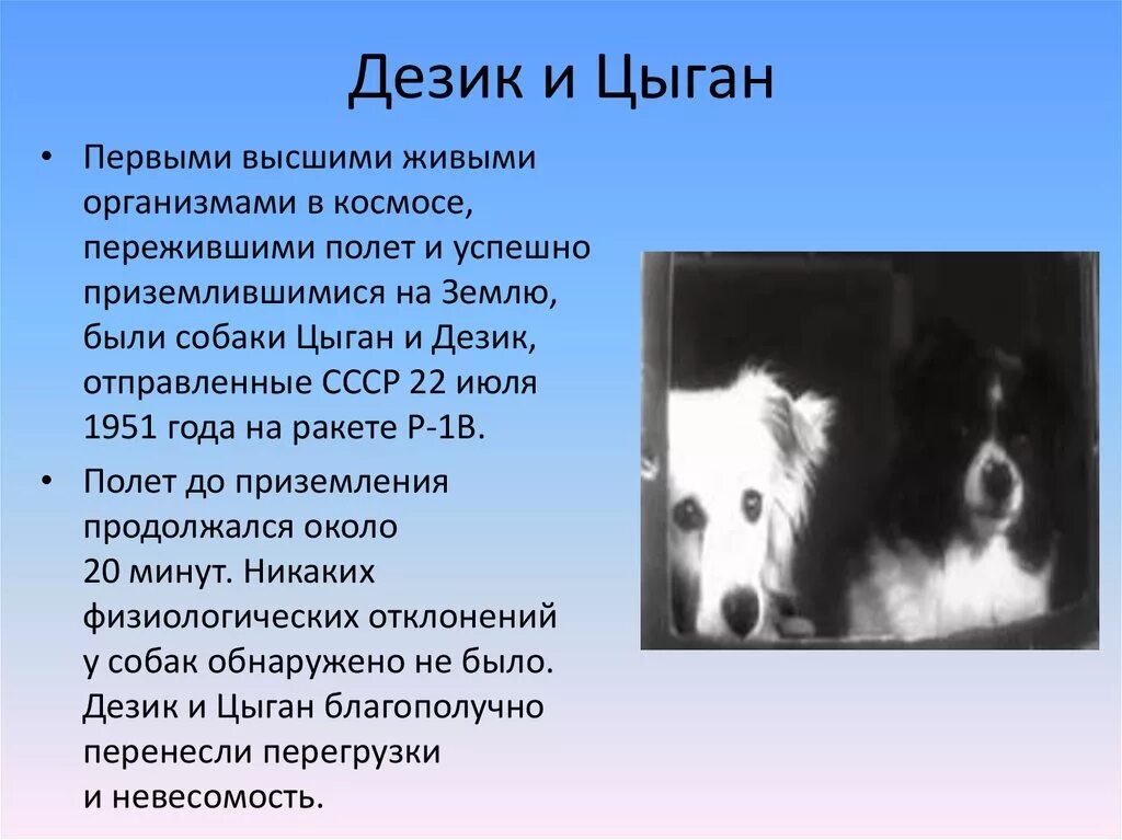 1 код 1 собака