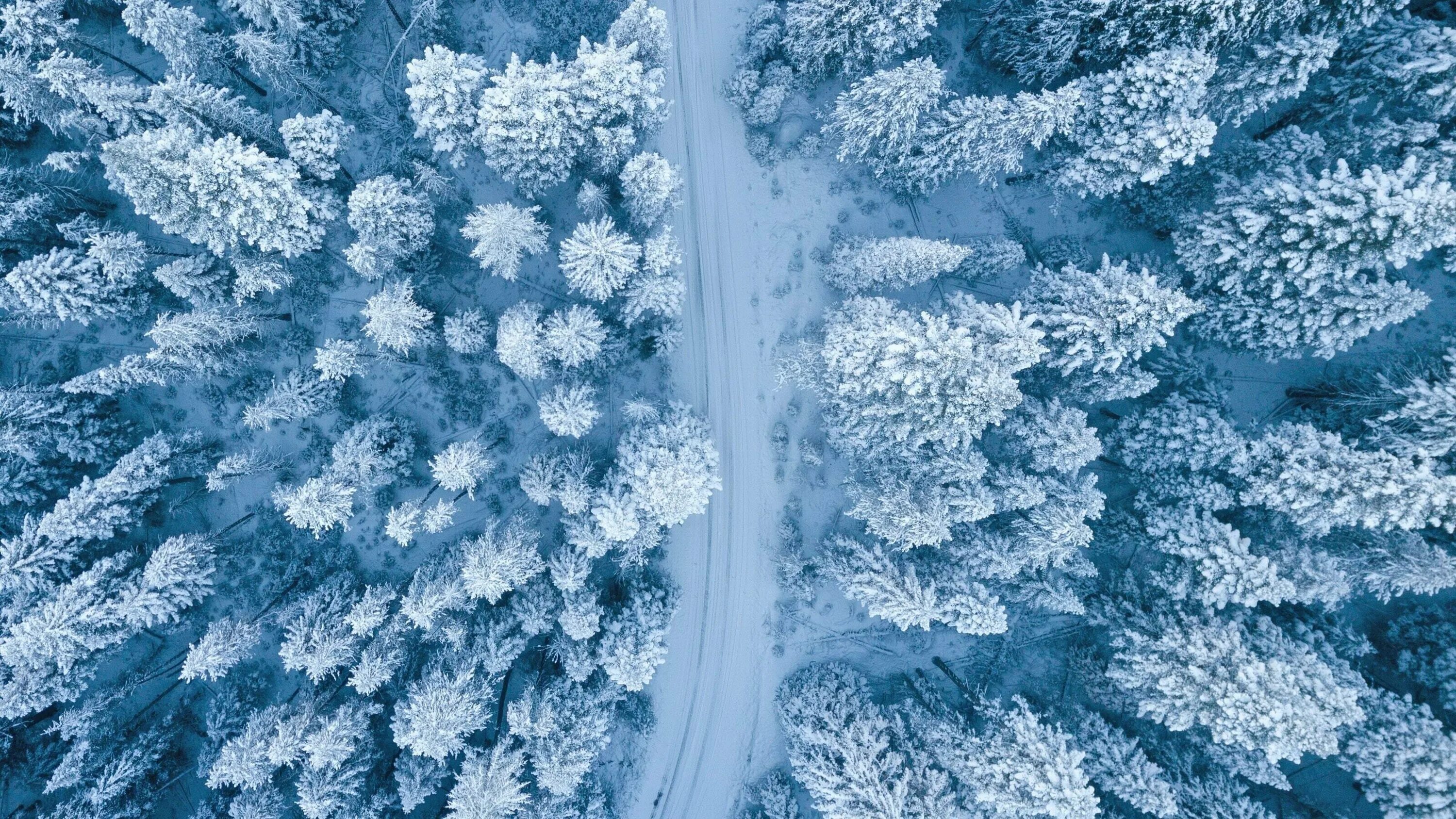 Плотный зимний. Зимние обои. Заснеженный лес вид сверху. Зимняя тематика. Зимний лес вид сверху.