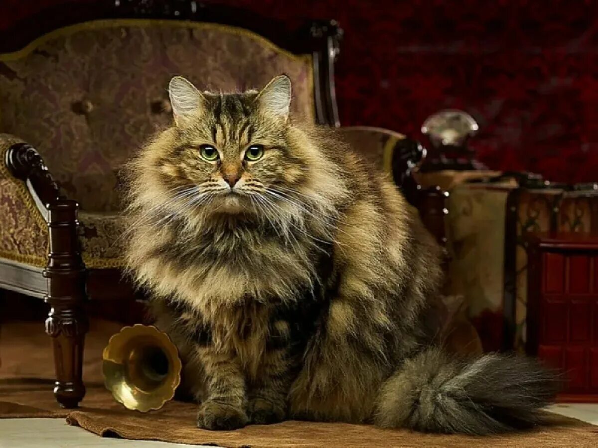 Кошка султана. Сибирская кошка. Сибирские кот и кошка. Сибирская порода котов. Порода кота Сибирский кот.
