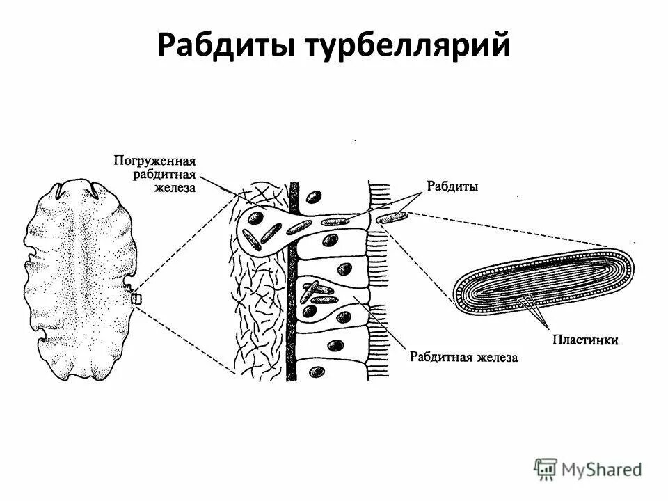 Система ресничных червей. Рабдиты ресничных червей. Рабдитные клетки планарии. Рабдиты у плоских червей. Внешнее строение планарии.