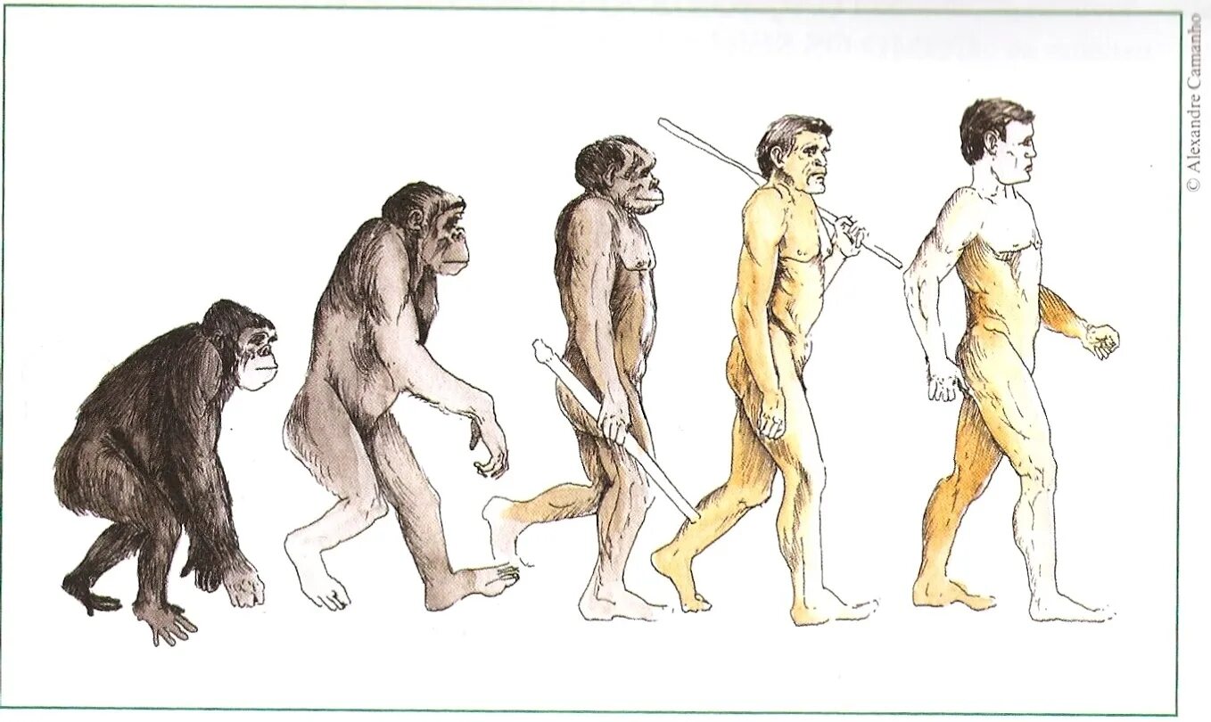 Жизни путем эволюции. Эволюция человека Дарвина. Теория Дарвина о эволюции человека. Эволюция Дарвин хомо. Теория Дарвина обезьяна.