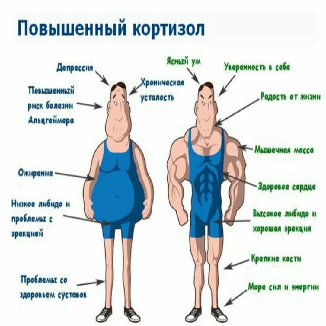 Кортизол гормон. Кортизол гормон стресса. Кортизол гормон атречау. Уровень гормона стресса кортизол.