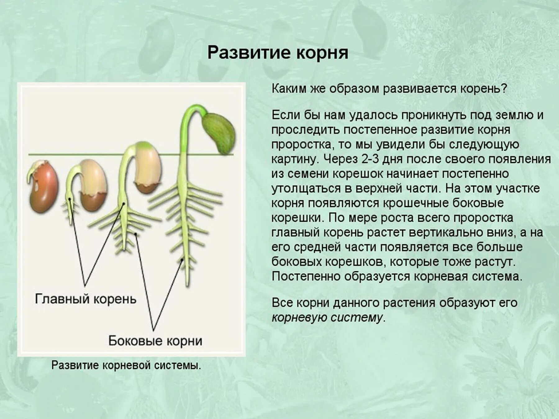 Корневая система фасоли. Строение корневой системы фасоли. Развитие корня. Корень проростка фасоли. Строение корня проростка фасоли.