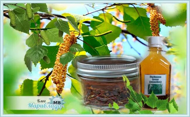 Лечение березовыми почками