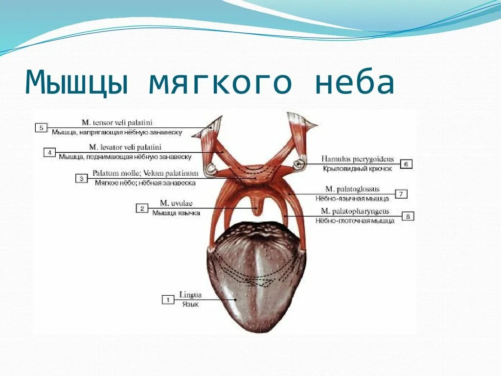 Поднимающая латынь. Строение мышц мягкого неба. Мышцы мягкого неба анатомия. Мышцы мягкого неба схема.