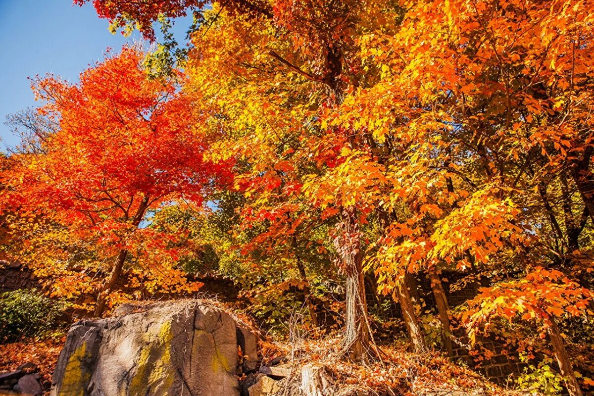 Осень картинки. Осенний кленовый лес Вайоминг. Осеннее дерево. Природа осень. Осень в лесу.