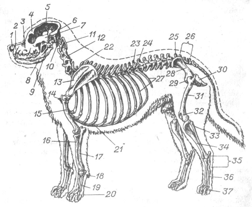 Скелет собаки строение схема. Скелет немецкой овчарки. Скелет собаки анатомия костей. Собака анатомия строение костей.