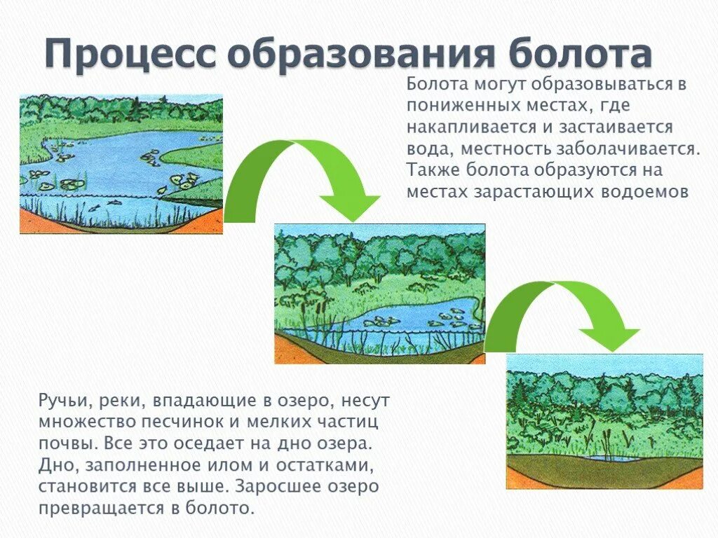 Как появляются реки и озера. Образование болота схема. Как образуются болота. Процесс образования болот. Процесс зарастания водоема.