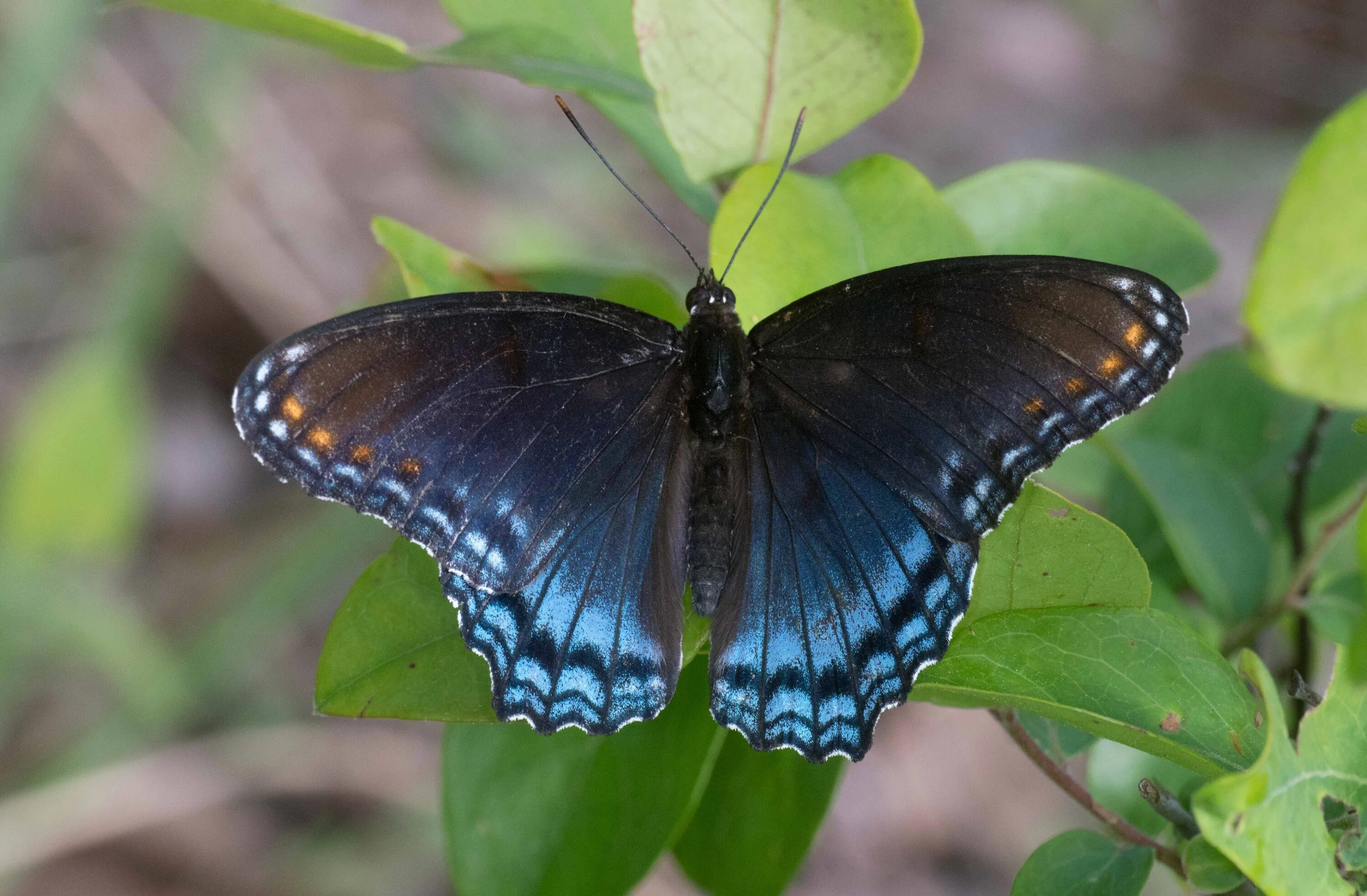 Цитерония Королевская бабочка. Бабочка Red-spotted Purple. Бабочка Limenitis Arthemis. Бабочка Хвостатка Королевская.