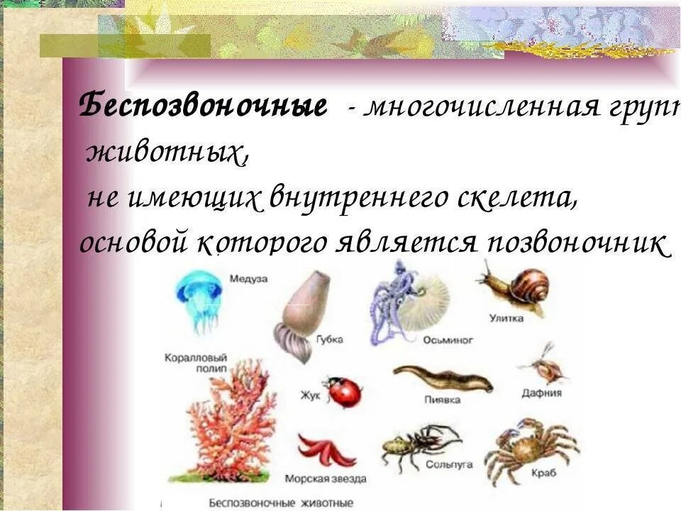 3 типа беспозвоночных животных. Многообразие беспозвоночных животных. беспозвоночные животные примеры. многоклеточные беспозвоночные. многоклеточных беспозвоночных животных.