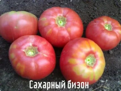 Сорт розовый бизон