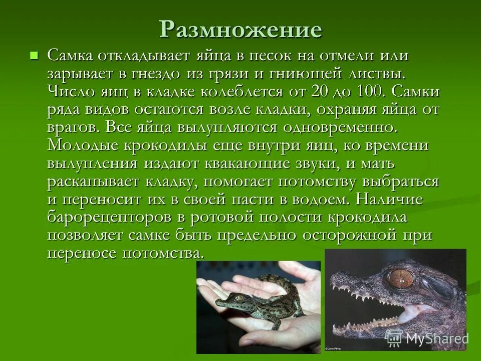 У пресмыкающихся размножение в воде. Класс пресмыкающиеся крокодилы. Проект на тему пресмыкающиеся. Размножение пресмыкающихся крокодилы.