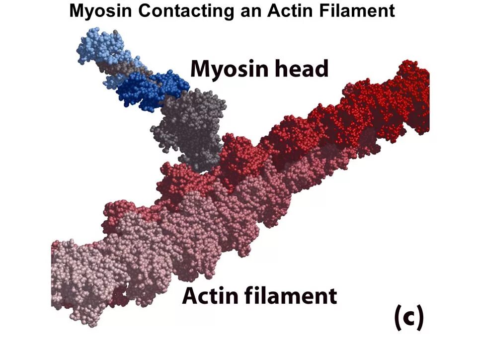 Белок миозин 2. Строение белка миозина. Миозин 2. Молекула миозина. Фибриллярный белок миозин.