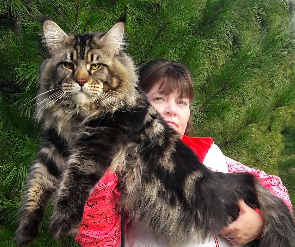 Photographs Show The True Beauty Of Maine Coons Животные, Котята, Кошки