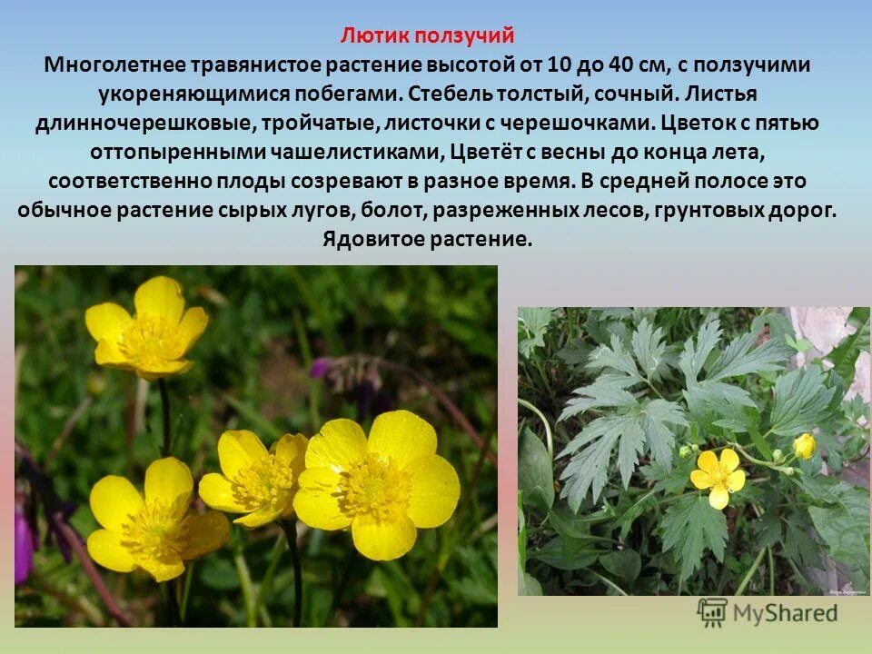 Растение леса 2 класс окружающий мир. Доклад о лесном растении. Растения леса. Медуница проект 2 класс. Лесное растение кислица.