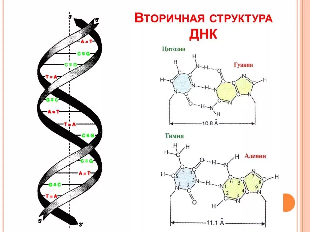 Какая формула молекулы днк. Вторичная структура ДНК биохимия формула. Первичная и вторичная структура ДНК схема. ДНК вторичная структура схема строения. Вторичная структура молекулы ДНК.