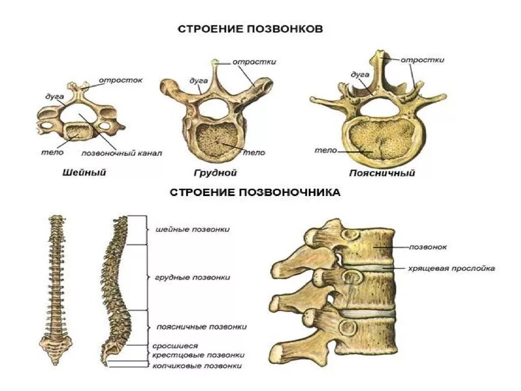 Типы соединения поясничного отдела