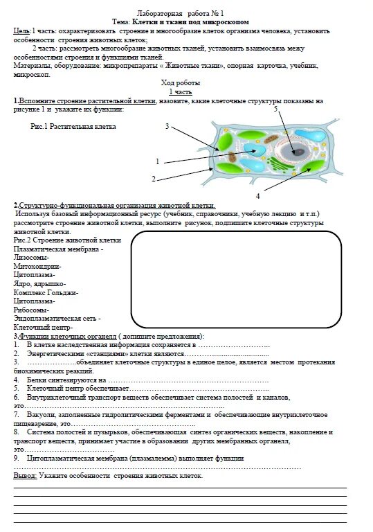 Лабораторная работа 9 по биологии 8 класс. Оформление лабораторной работы по биологии 8 класс. Как оформляется лабораторная работа по биологии 8 класс. Изучение клеток растений и животных лабораторная 9 класс биология. Как правильно оформить лабораторную работу по биологии 8 класс.