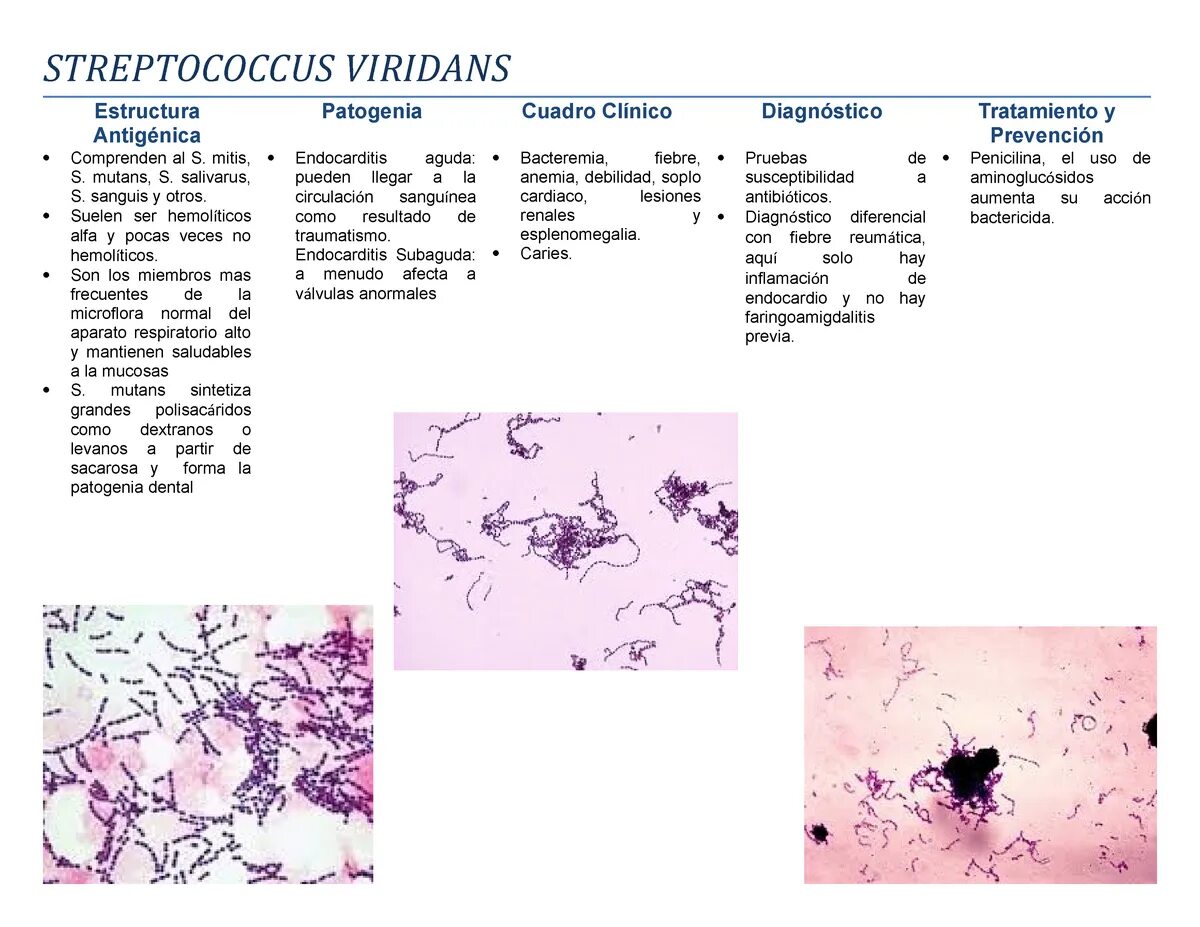 Streptococcus в мазке у мужчин. Streptococcus гр Viridans 10 4 норма. Streptococcus Viridans 10 2 это норма. Показатели Streptococcus Viridans. Стрептококк вириданс в мазке у ребенка.