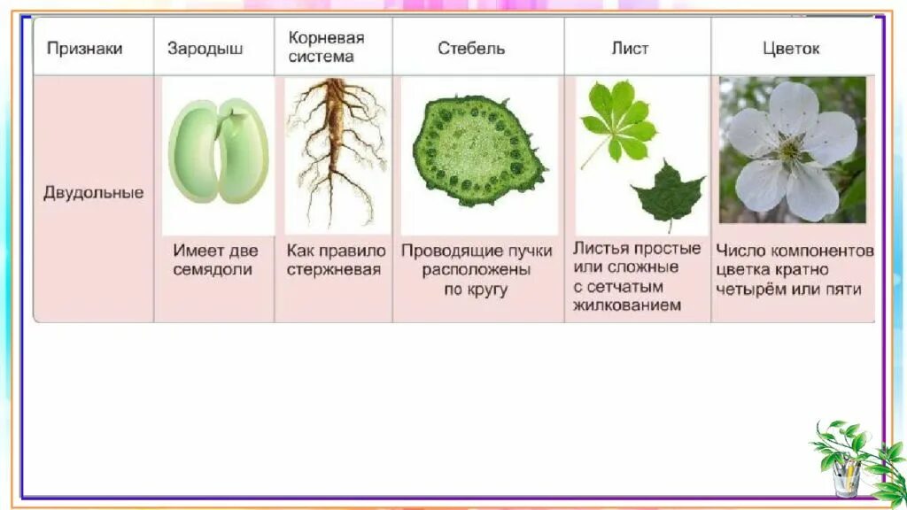 Тест биология однодольные и двудольные. Семейство двудольных растений 6 класс биология. Семейства двудольных 6 класс биология. Семейства двудольных растений таблица. Признаки семейств класса двудольные.