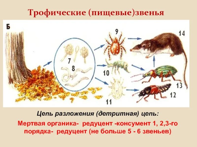 Детритная цепочка питания. Цепь разложения детритная пищевая цепь. Детритная цепь это в биологии. Детритная пищевая сеть примеры.