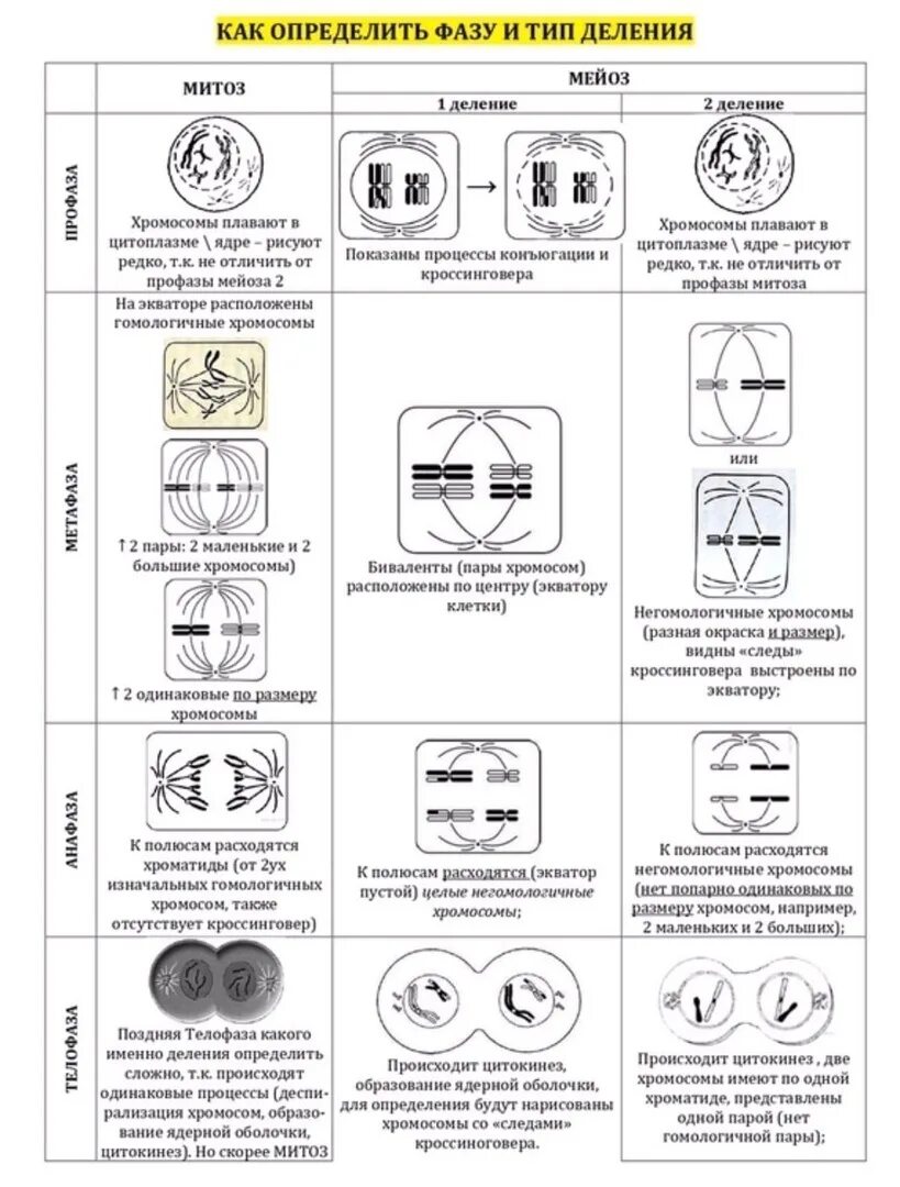 Типы и фазы деления клетки. Схемы фаз митоза и мейоза. Как определить фазу и Тип деления клетки. Фазы митоза и мейоза ЕГЭ таблица. Контрольная работа по биологии митоз мейоз