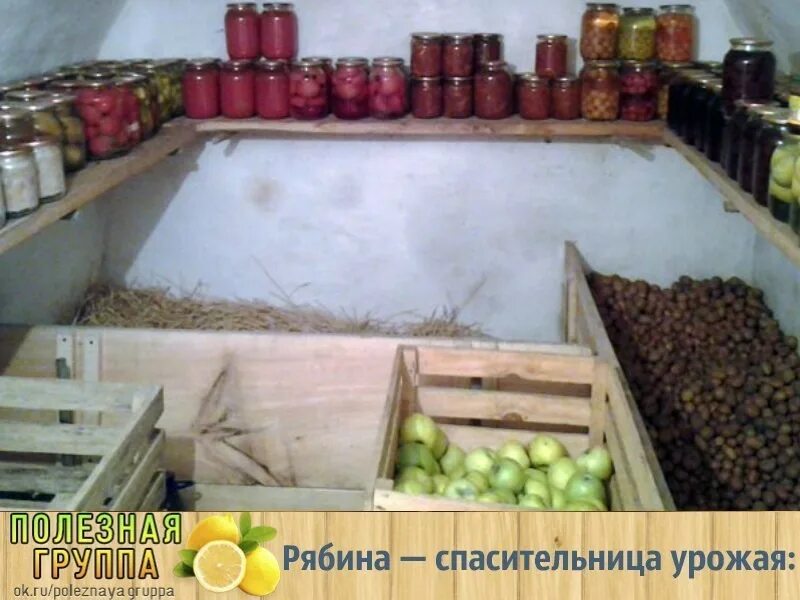 Картофель в погребе. Погреб в доме для хранения овощей. склад погреб для картофеля. хранение овощей и фруктов в погребе. хранилище для овощей в погребе.