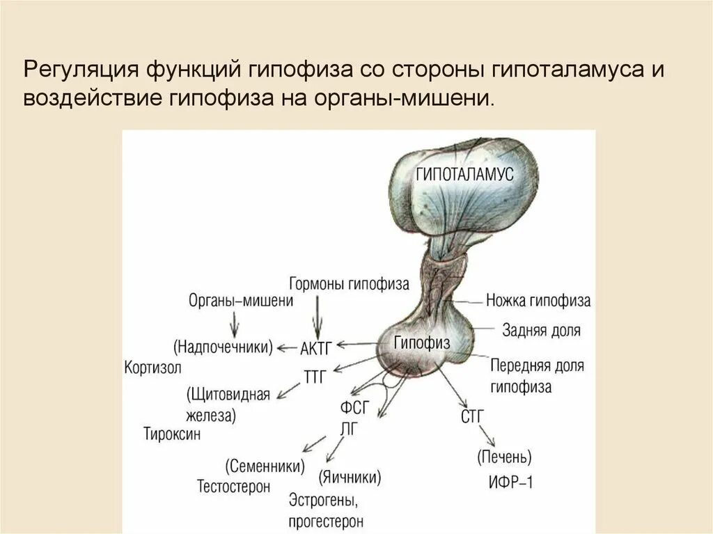 Регуляторные гормоны гипоталамо-гипофизарной системы.. Гормоны передней доли гипофиза схема. Гипофиз строение. Анатомия человека гипофиз и гипоталамус. Гипофиз функции кратко