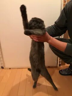 Поднять кошку